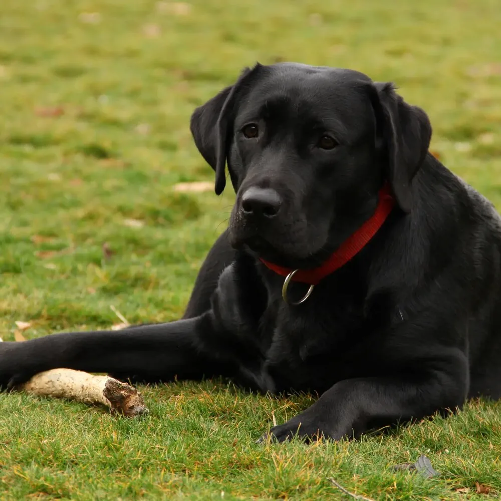 Crni labrador na travi sa crvenom ogrlicom