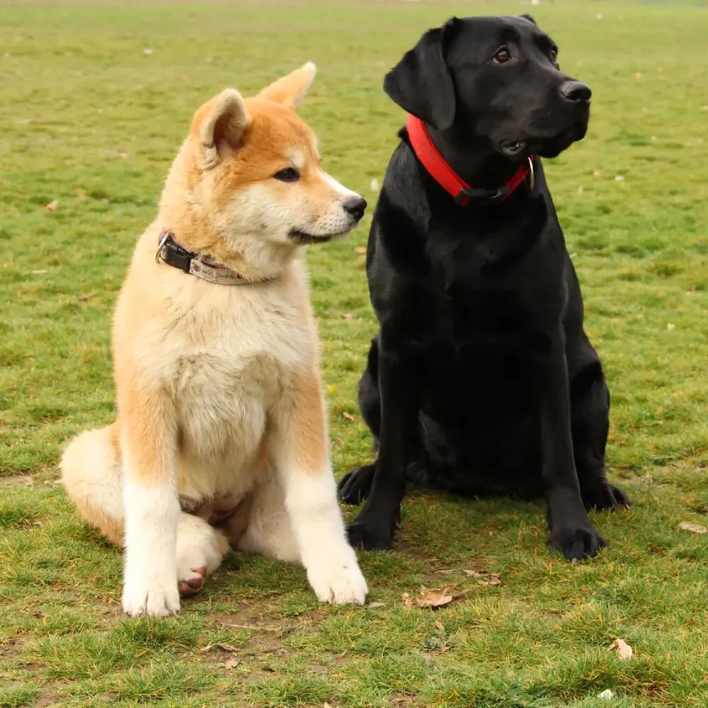 Akita i crni labrador zajedno na travi