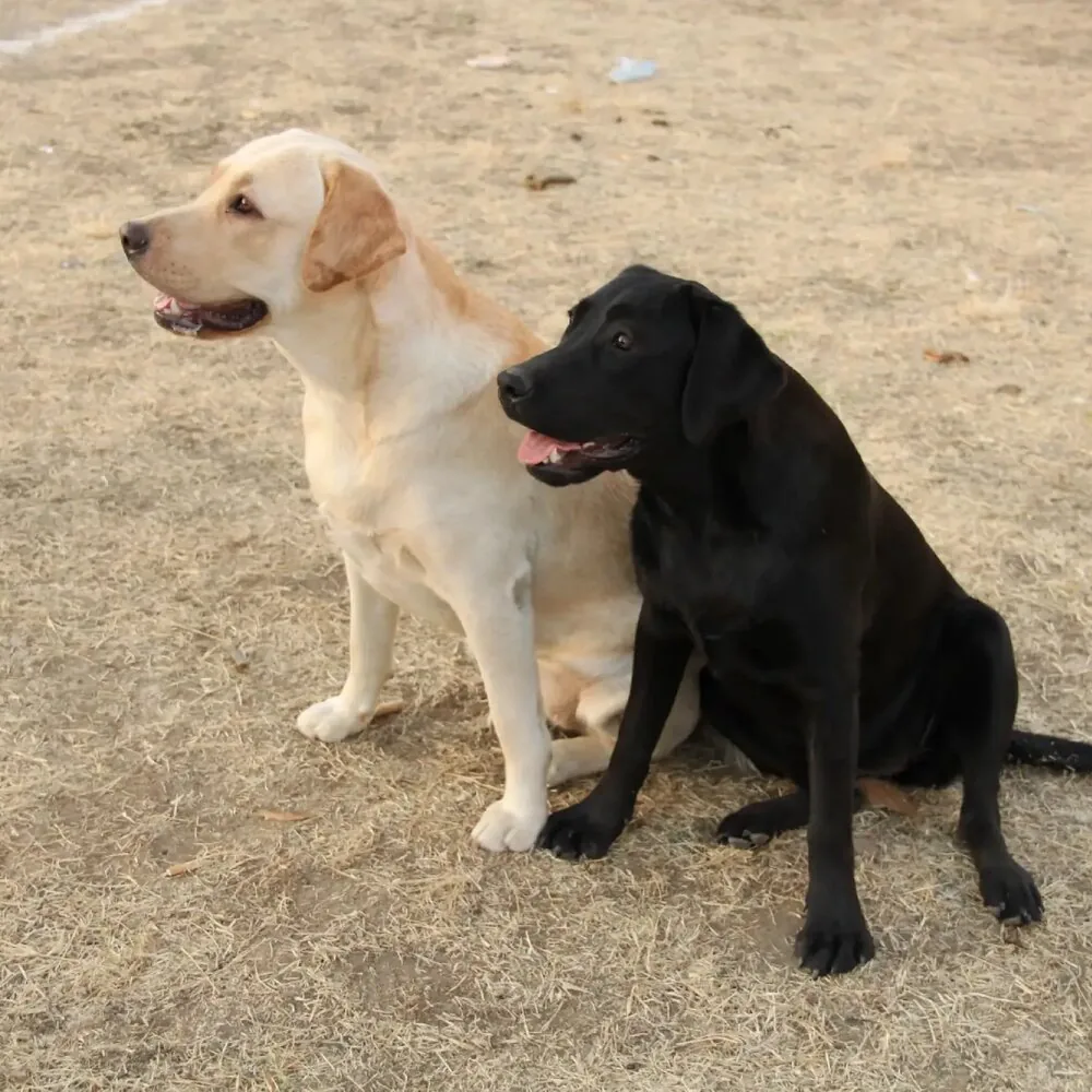 Žuti i crni labrador zajedno