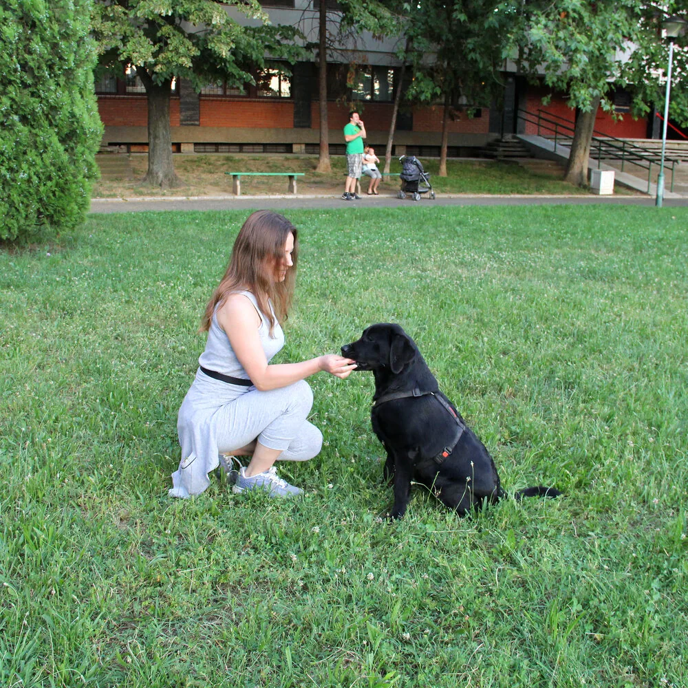 Crni labrador dobija poslastu u parku