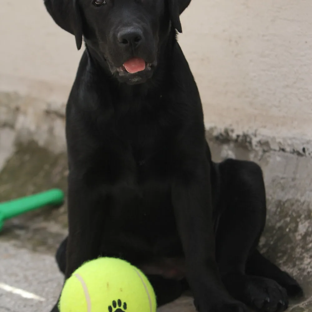 Crni labrador sa teniskom loptom