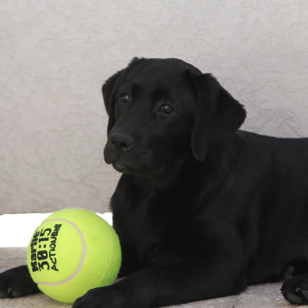 Crni labrador leži sa teniskom loptom