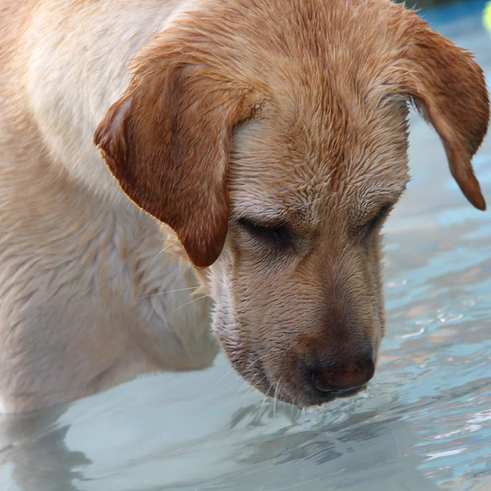 Žuti labrador pije vodu iz bazena