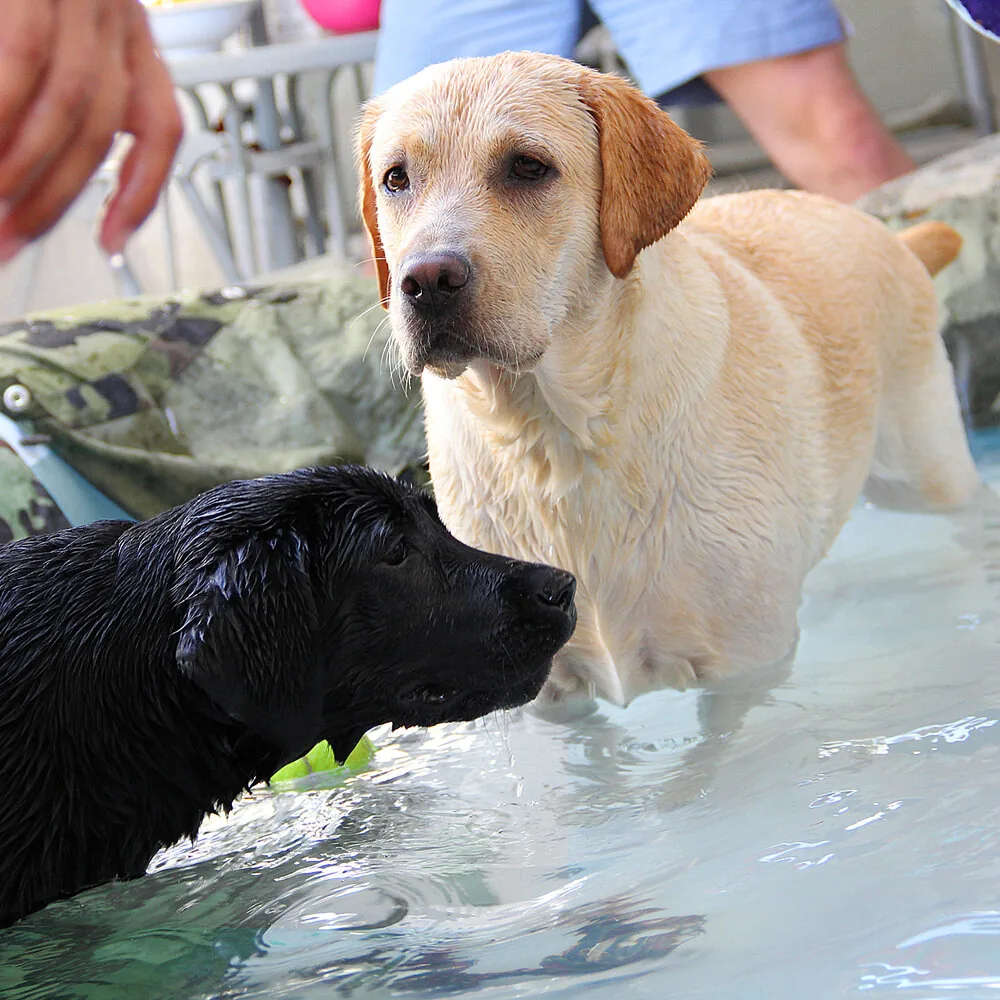 Crni i žuti labrador zajedno u bazenu