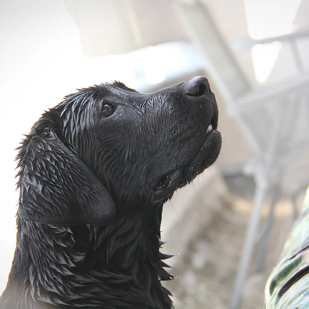 Crni labrador mokar, profil