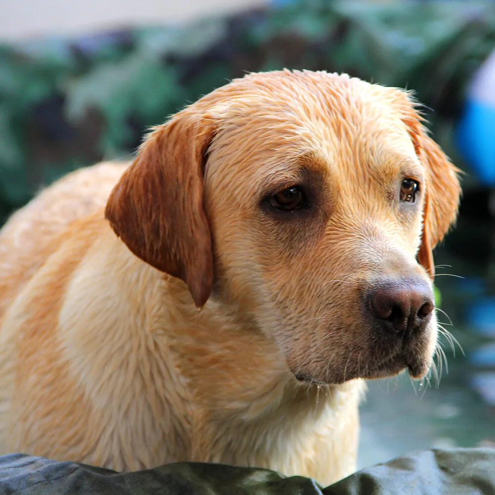 Žuti labrador mokar u bazenu