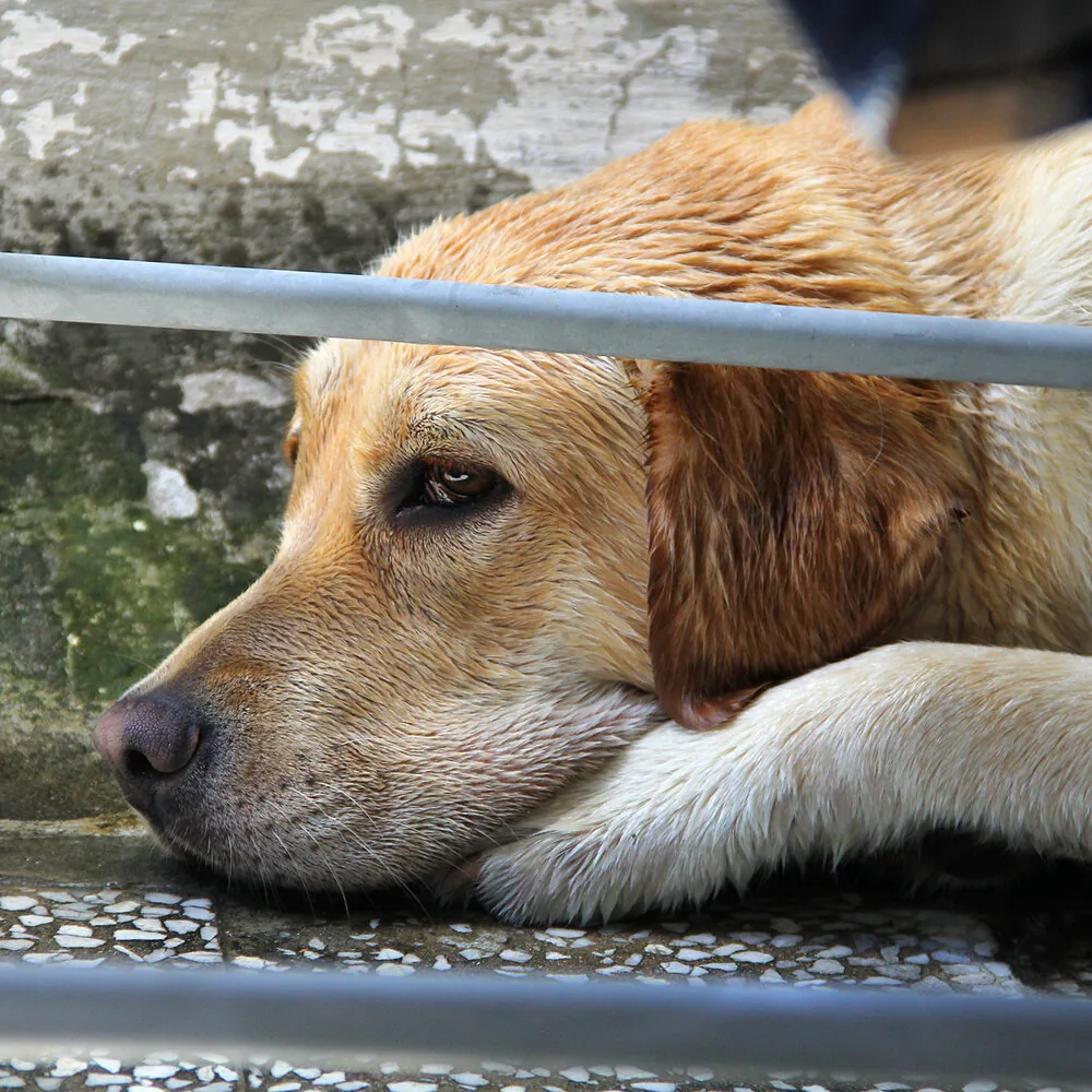 Žuti labrador odmara glavu na šapi