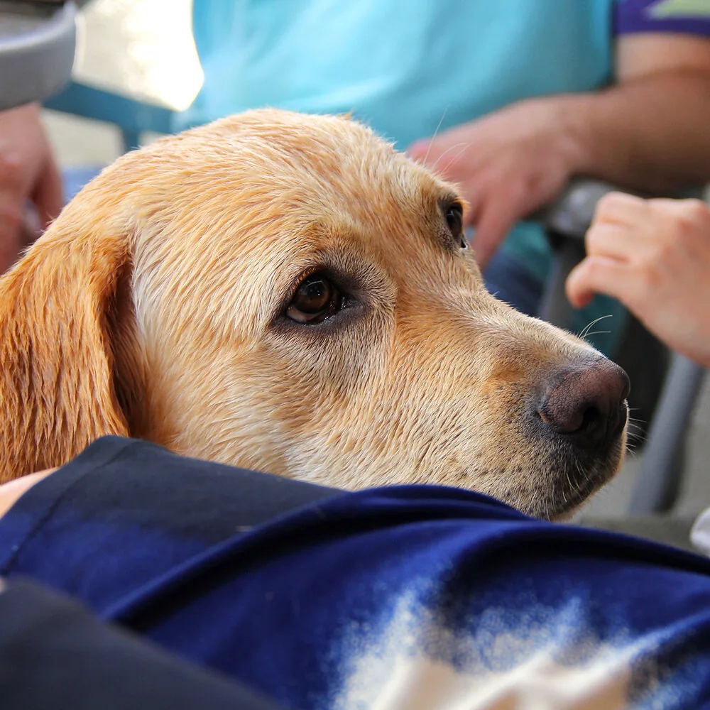 Žuti labrador oslonjen na krilo vlasnika