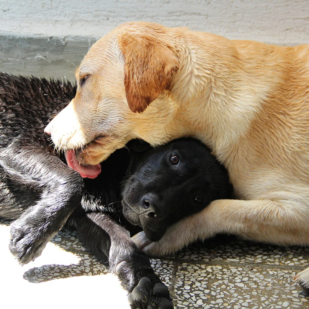 Žuti labrador i crno štene se maze
