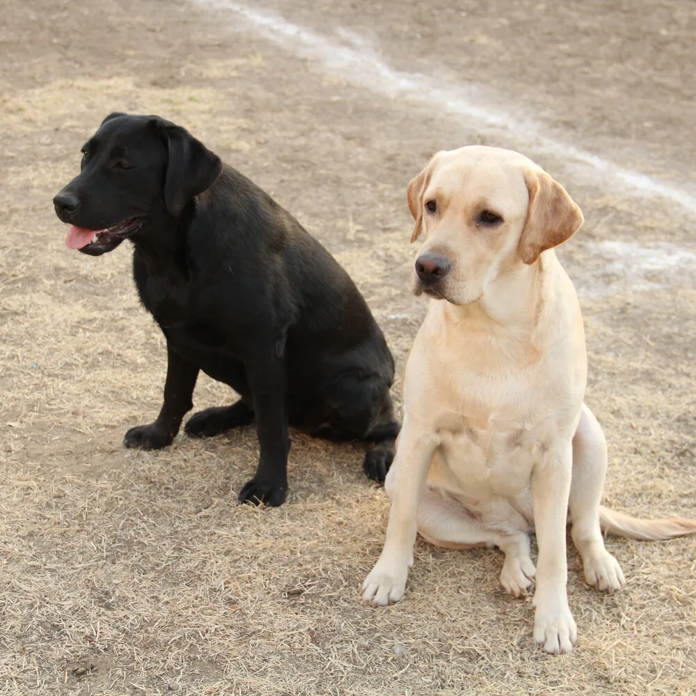 Crni i žuti labrador sede zajedno