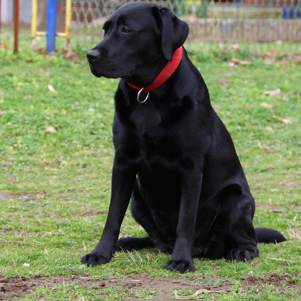 Crni labrador sedi na travi sa crvenom ogrlicom