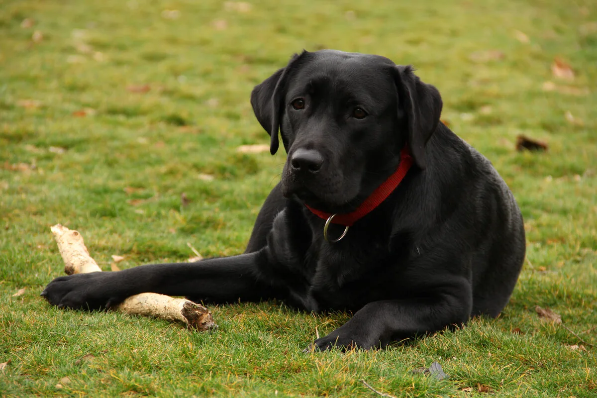 Crni labrador na travi sa crvenom ogrlicom