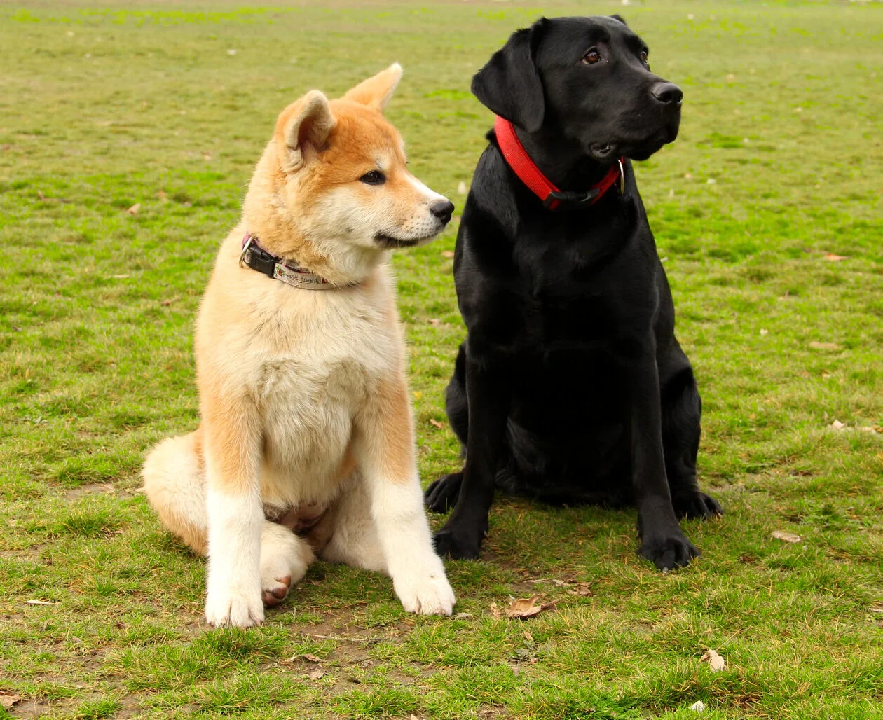 Akita i crni labrador zajedno na travi