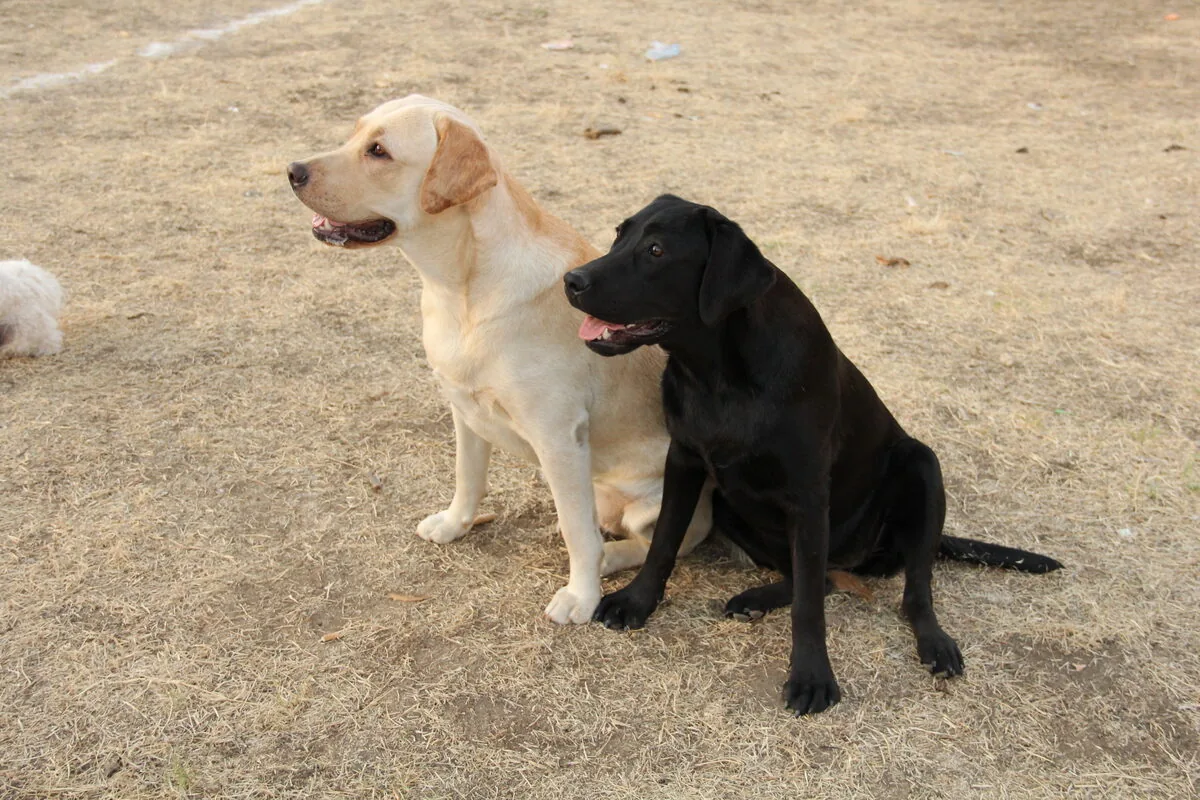 Žuti i crni labrador zajedno